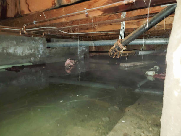 Best Local water damage restoration  in El Lago, TX